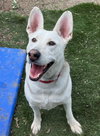 Ruger - Photo 3