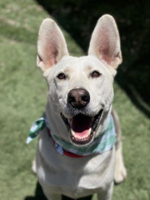 adoptable Dog in Ventura, CA named Ruger