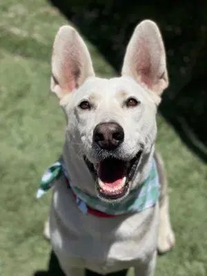 Ruger image 2