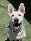 adoptable Dog in Ventura, CA named Ruger