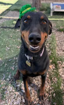 Sonora - Rottweiler