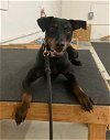 adoptable Dog in ventura, CA named Sonora