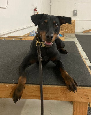 SONORA - Rottweiler / Doberman Pinscher available for adoption