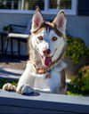 adoptable Dog in  named Raya