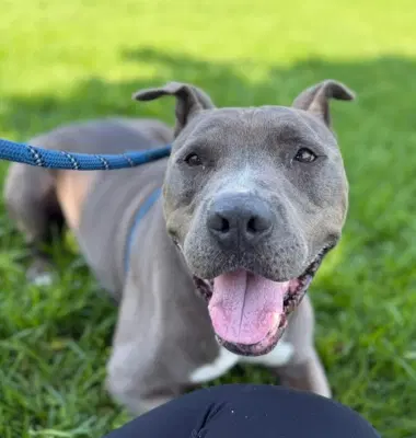 Shef - Pit Bull Terrier