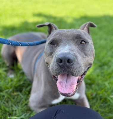 Shef, a dog for adoption from Canine Adoption and Rescue League