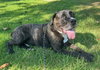 Finn - Photo 1