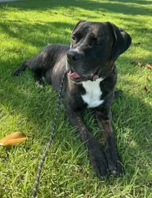 Finn image 4