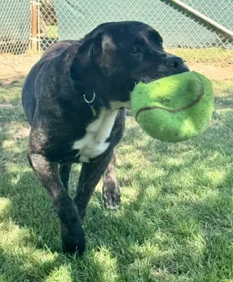 Finn - Cane Corso Mastiff