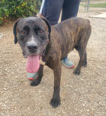 Finn image 3
