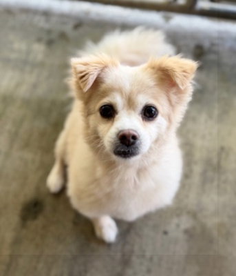 Bentley, an adoptable Shih Tzu in Ventura, CA