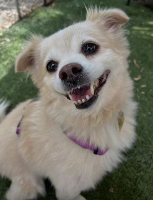 Bentley, an adoptable Shih Tzu in Ventura, CA