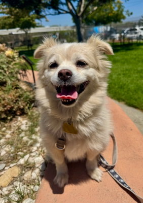 Bentley, an adoptable Shih Tzu in Ventura, CA