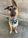 Archie - Photo 2