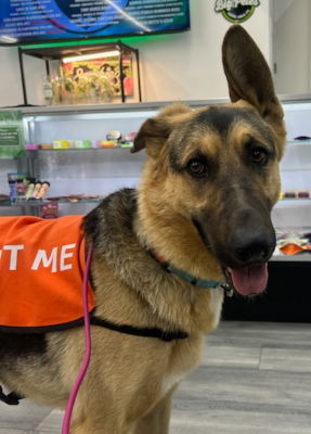 adoptable Dog in Ventura, CA named Archie