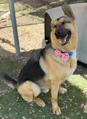 Archie - Shepherd