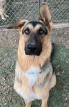 Archie - Photo 4