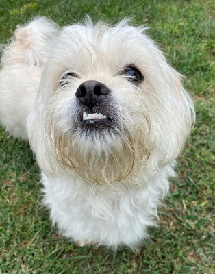 CELINE - Maltese / Shih Tzu available for adoption