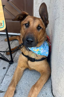 picture of the dog needing adoption