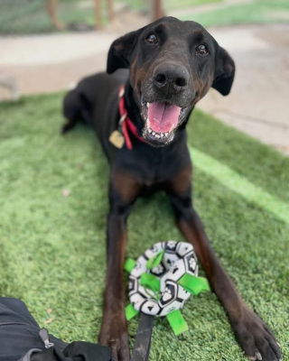 adoptable Dog in Ventura, CA named Willow