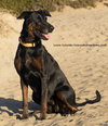 Willow - Photo 1