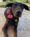 Willow - Photo 2