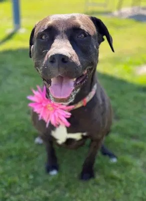Luna C - Pit Bull Terrier