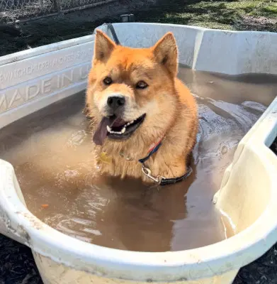 Ronnie - Chow