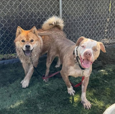 RONNIE - Chow Chow / Jindo (Korean) available for adoption