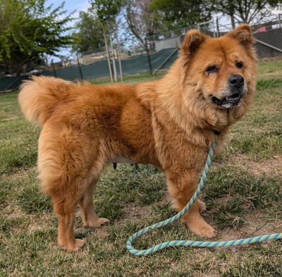 adoptable Dog in Ventura, CA named Molly