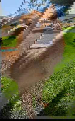 animal-image