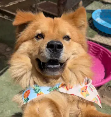 Dale - Chow