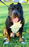 adoptable Dog in ventura, CA named Riot