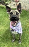 adoptable Dog in  named Sable