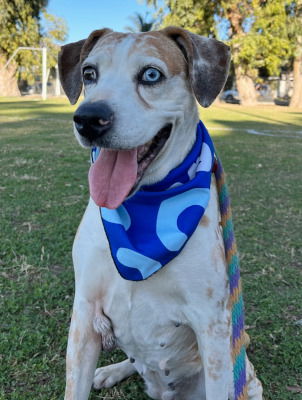 adoptable Dog in Ventura, CA named Daisy