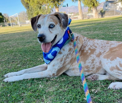 DAISY - Catahoula Leopard Dog available for adoption