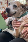 Daisy - Photo 3