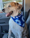 Daisy - Photo 4