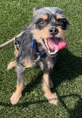 adoptable Dog in Ventura, CA named Kash