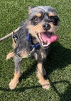 adoptable Dog in  named Kash