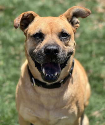 picture of the dog needing adoption