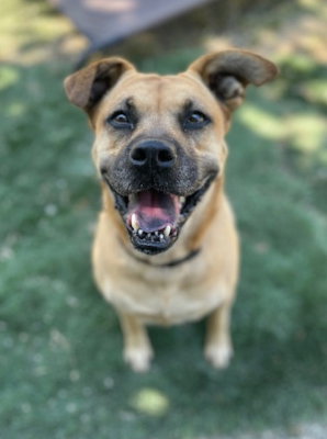 AMBER - Boxer available for adoption