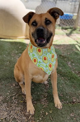 Amber, an adoptable Boxer in Ventura, CA