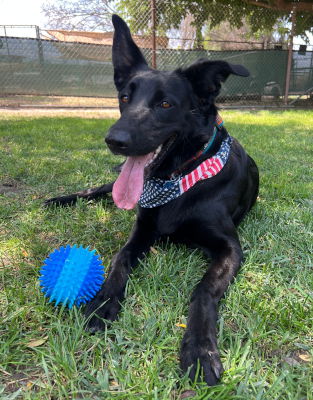 adoptable Dog in Ventura, CA named Luna
