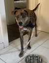 Buttercup - Photo 3