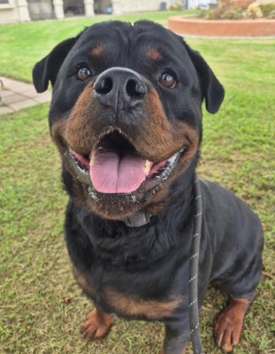 Enzo Image