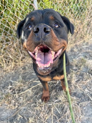 Enzo