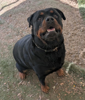 animal-image