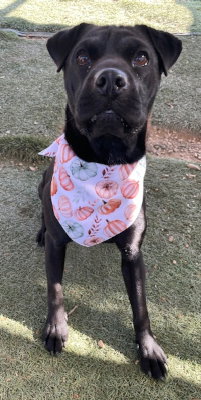 LA BREA - Shar Pei / Labrador Retriever available for adoption