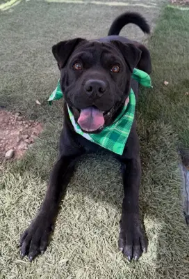 La Brea - Shar Pei